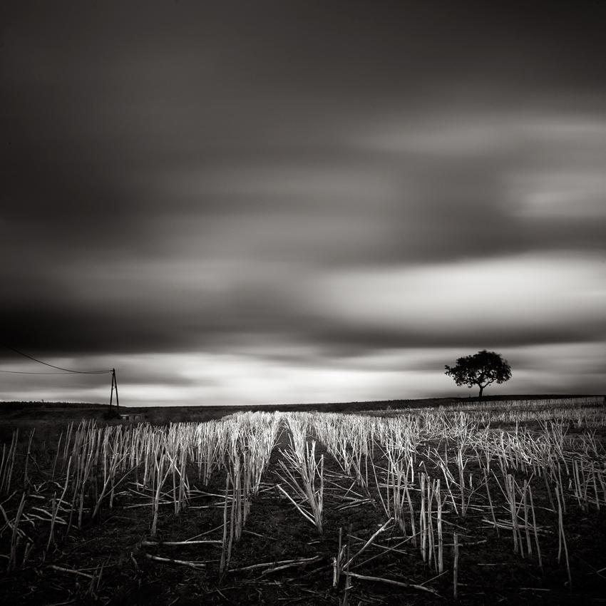 poles-and-tree