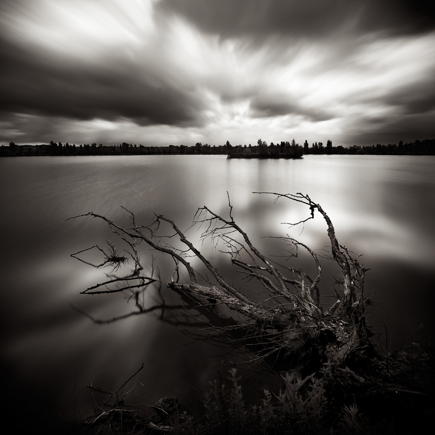 the-dead-tree