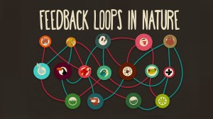 feedback loops